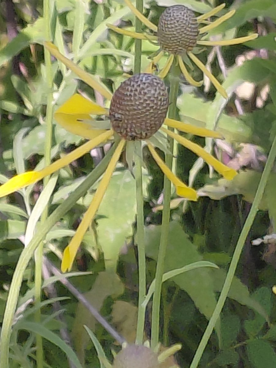 Gray-headed coneflower